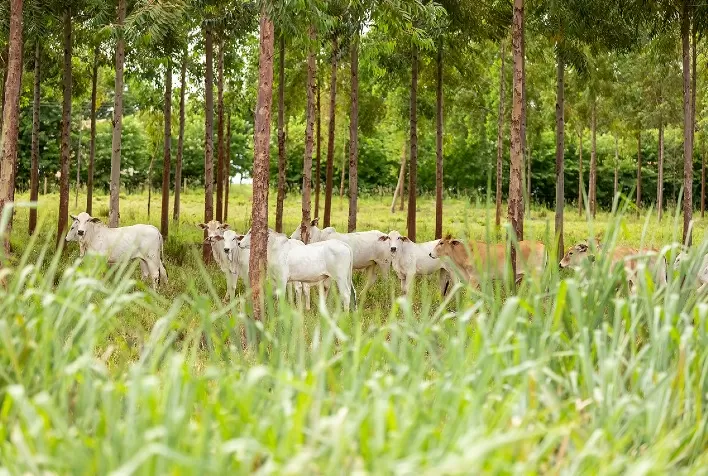 Utilização de aditivo natural mitigou quase 1 milhão de toneladas de CO2 equivalente