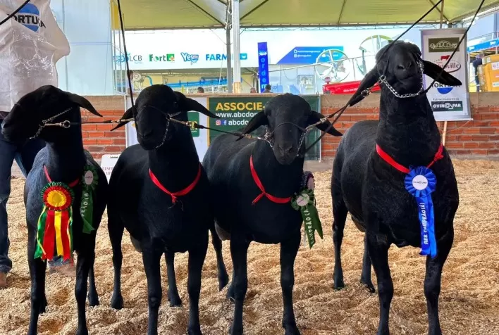 Ovinocultura mais uma vez será destaque em feira que abre o calendário do agronegócio brasileiro