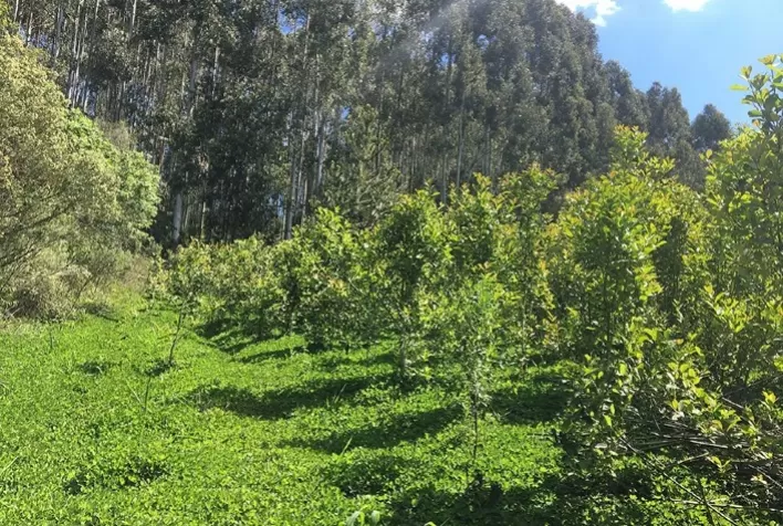 Desenvolvimento pleno na produção de erva-mate na região de Passo Fundo