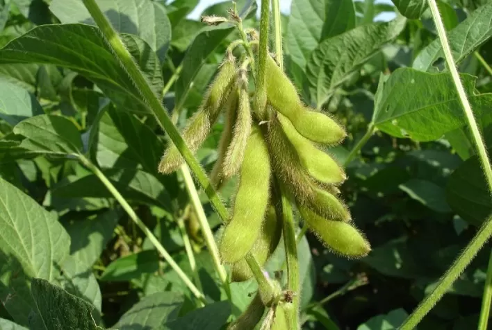 Preço do defensivo agrícola pode ser reduzido