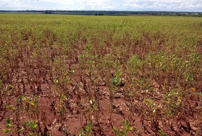 Desafios climáticos afetam produção de soja em Mato Grosso