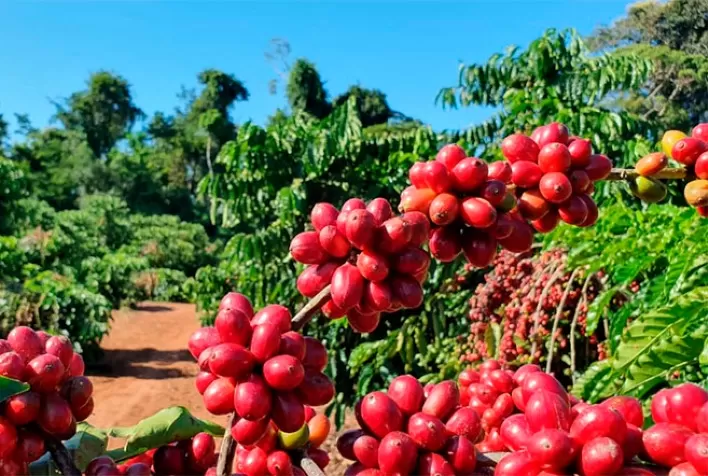 Café robusta atinge maior valor real desde outubro de 2021, impulsionado por demanda e incertezas na produção