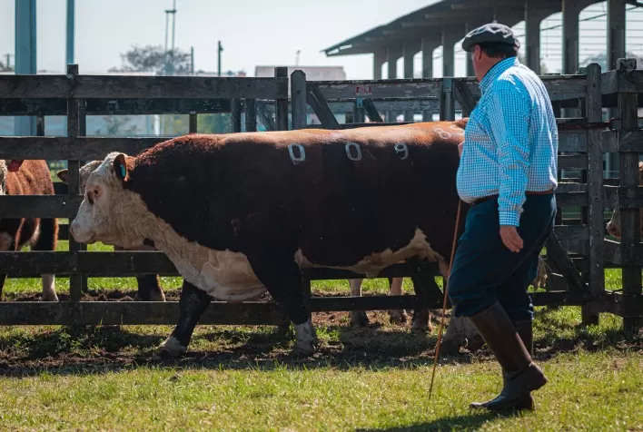 Julgamento diferenciado na FENAGEN vai priorizar desempenho genético de bovinos
