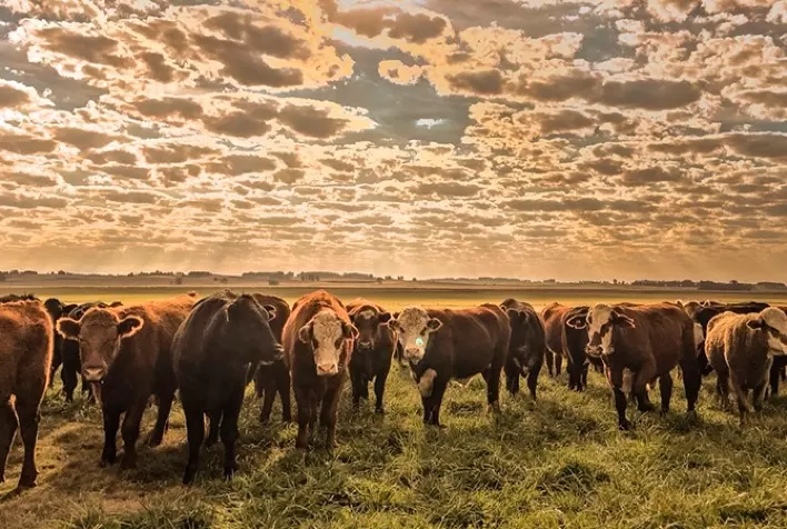 Como controlar os carrapatos em um clima cada vez mais quente