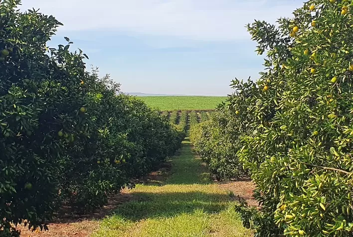 Biossoluções podem conter avanço do Greening