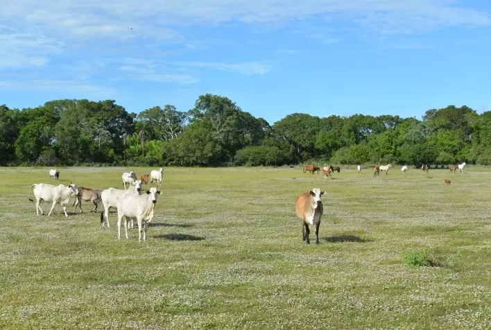Cresce em 30% o número de produtores certificados por protocolo no Pantanal