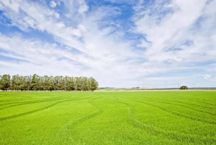 ADAMA destaca benefícios da rotação arroz-soja no manejo de plantas daninhas resistentes