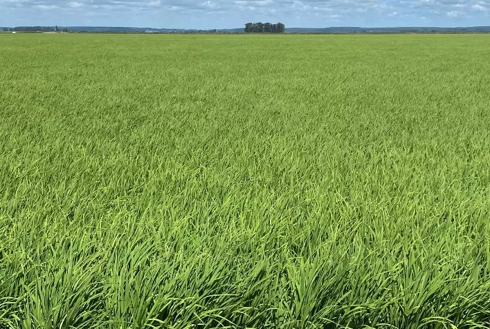 Sistema de produção inovador será apresentado pela RiceTec na 34ª Abertura da Colheita do Arroz