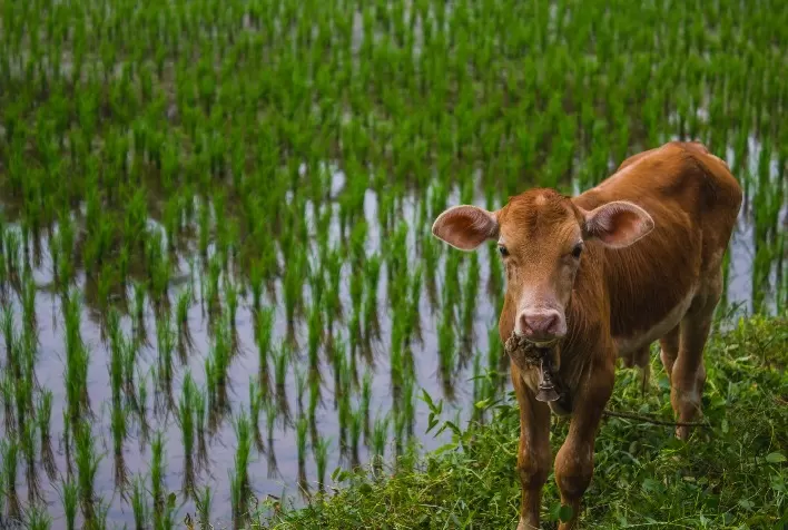 Períodos úmidos são ideais para a proliferação de mastite ambiental e contagiosa: saiba como identificar e tratar