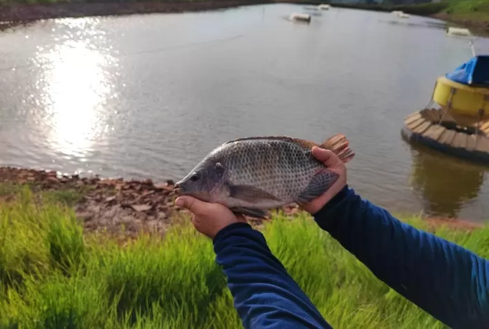 Chegada de pescados importados ameaçam a tilapicultura brasileira