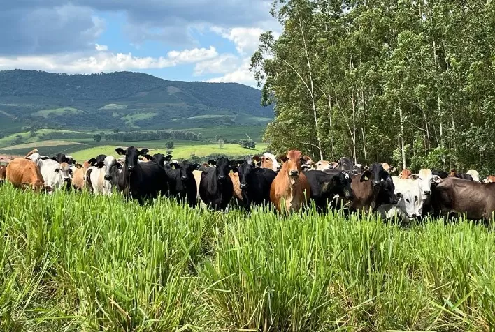 Produtor comemora taxa de concepção de 43% com mais de 40 mil embriões transferidos