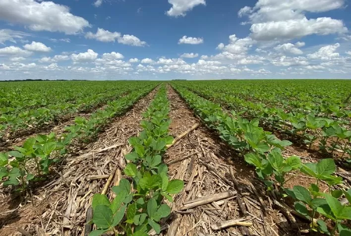 Sob efeito do fenômeno El Niño, produtores de SC devem adotar manejo fisiológico e nutricional visando manter a produtividade da soja