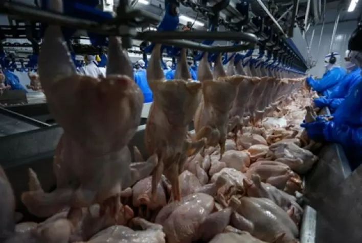 Desempenho do frango abatido na 8ª semana de 2024, quarta do mês de fevereiro