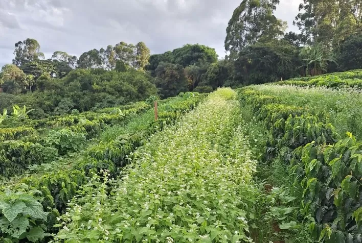 Regional da Emater em Uberaba estimula o uso de plantas de cobertura nas lavouras de café