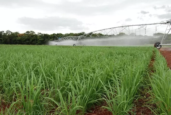 Arroz de terras altas sob irrigação no Cerrado pode complementar abastecimento no País