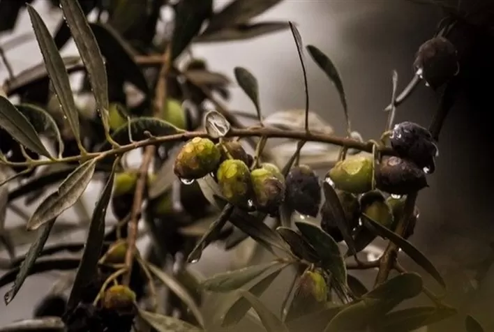 Desafios climáticos preveem quebra na safra de oliveira na região sul