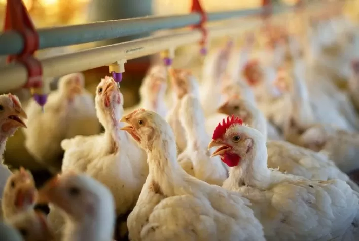 Margens Fortalecidas na Avicultura: Frango Firme e Custos em Queda