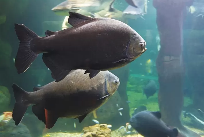 PEIXES NATIVOS: Potencial imenso. velhos problemas