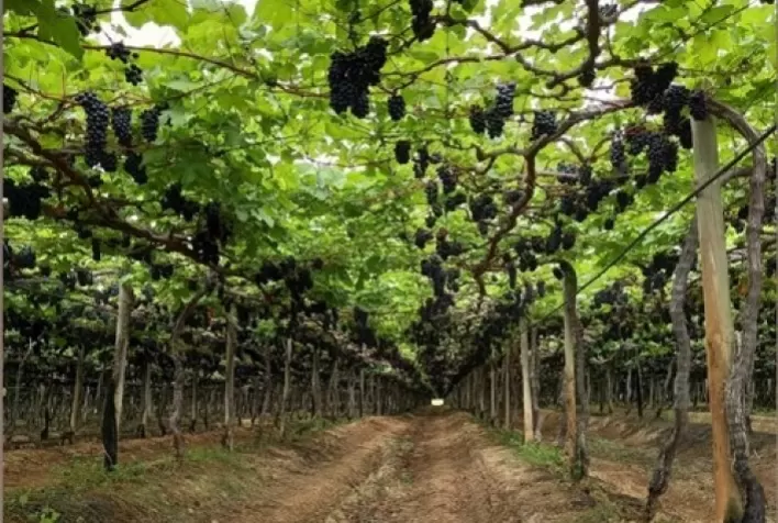 O sucesso das exportações de frutas irrigadas no ano de 2023