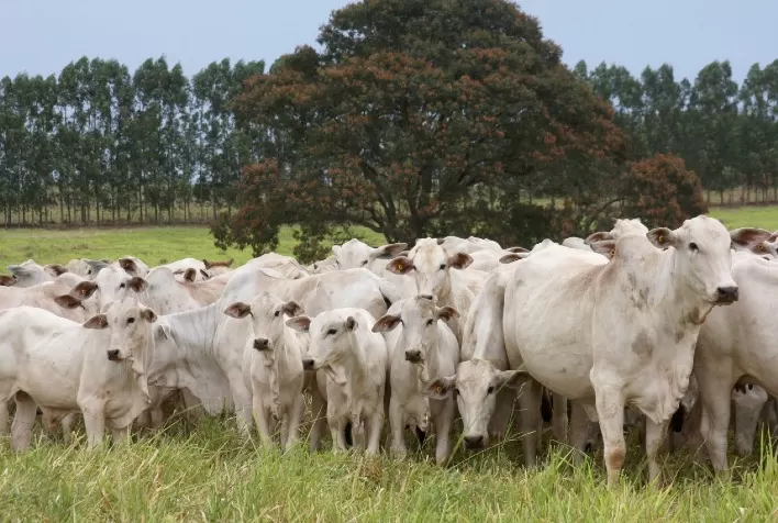 Raiva bovina: saiba como evitar a contaminação do rebanho