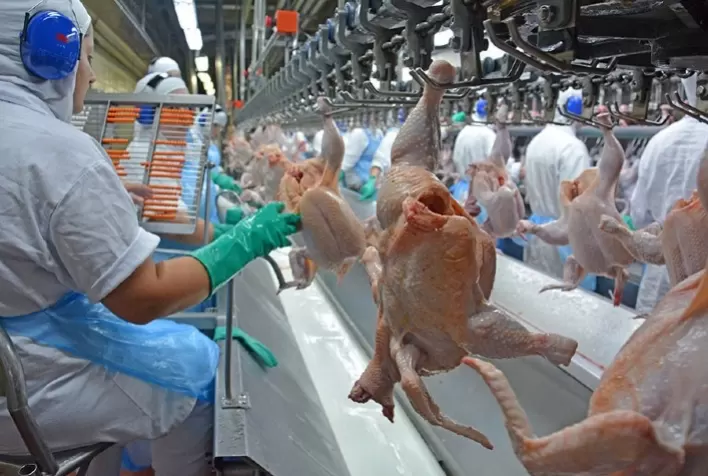 Procedimento de avaliação sanitária no abate de frangos é regulamentado no Brasil