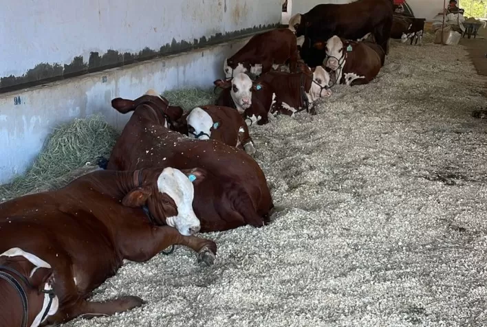 Hereford e Braford batem recorde de inscrições para a Expobel