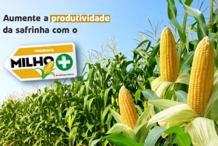 Aumente a produtividade da safrinha com o programa Milho+