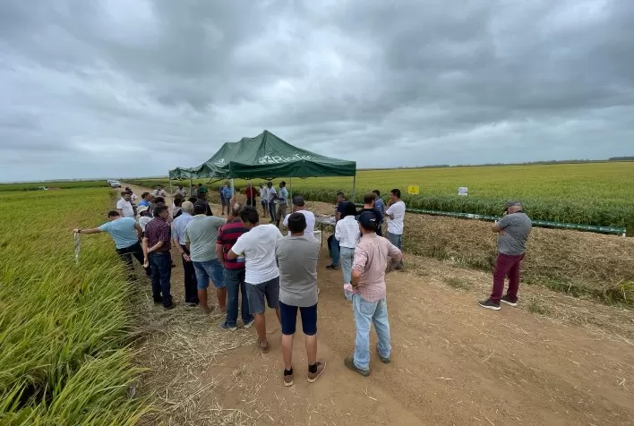 RiceTec recebe visita de representantes do setor orizícola da Colômbia