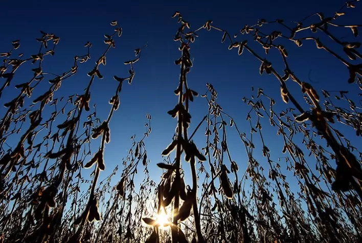 WASDE: Confira as principais tendências para Soja, Trigo e Milho