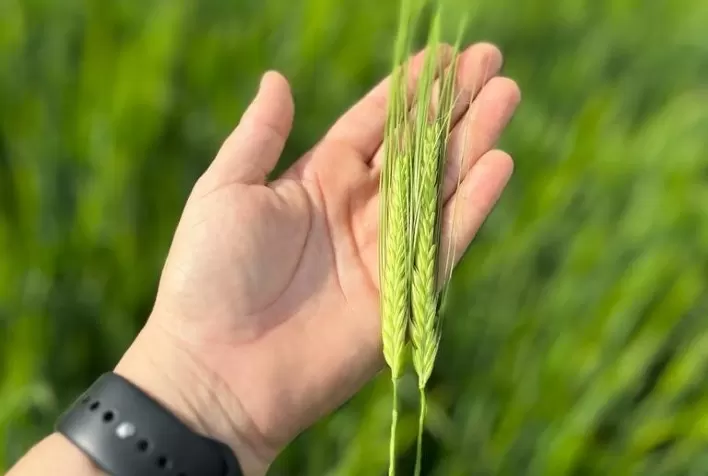 Fertilizante mineral multinutricional alavanca a produtividade da cevada