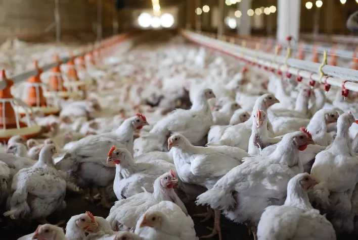 Em 2023, extremos climáticos tiraram do Rio Grande do Sul o 3º lugar na produção brasileira de carne de frango