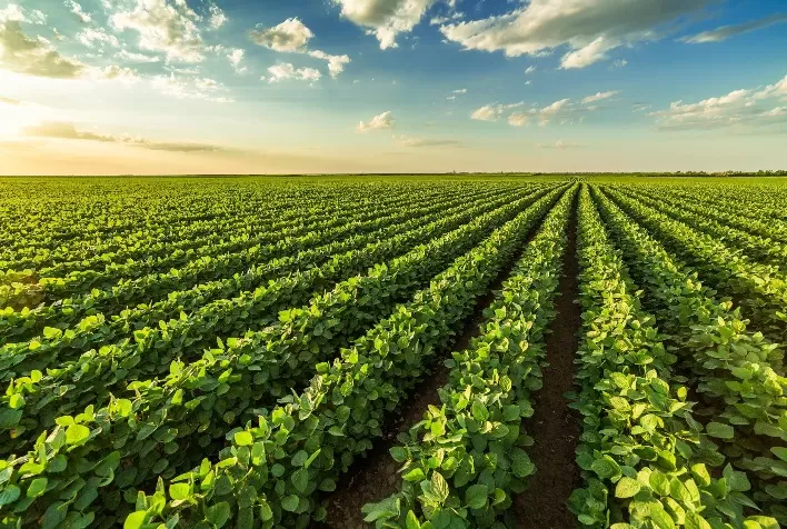 Agronegócio brasileiro precisa se adaptar à nova realidade do mercado