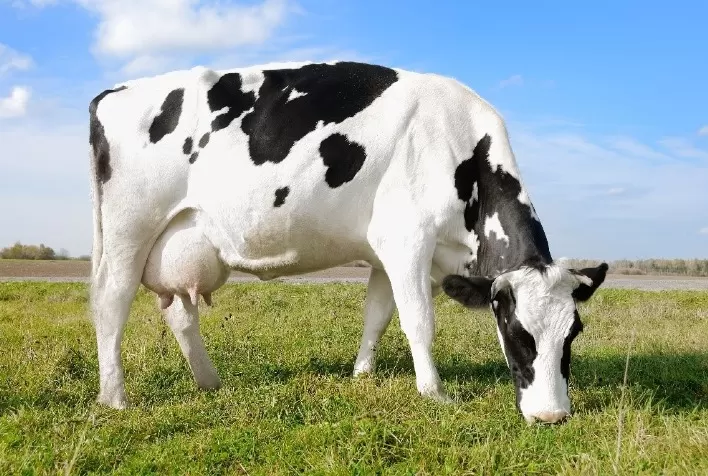 Alta produtividade de leite está ligada à saúde gastrointestinal de vacas leiteiras