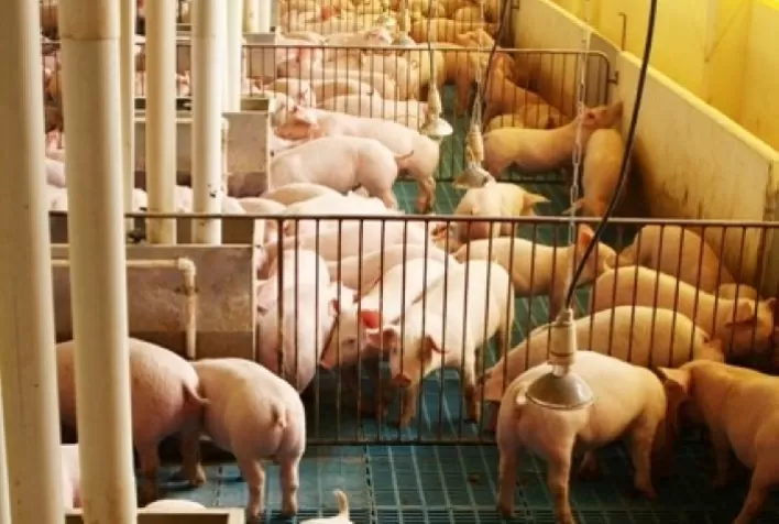 Suinocultura: prazo para cumprimento de medidas se encerra em 60 dias