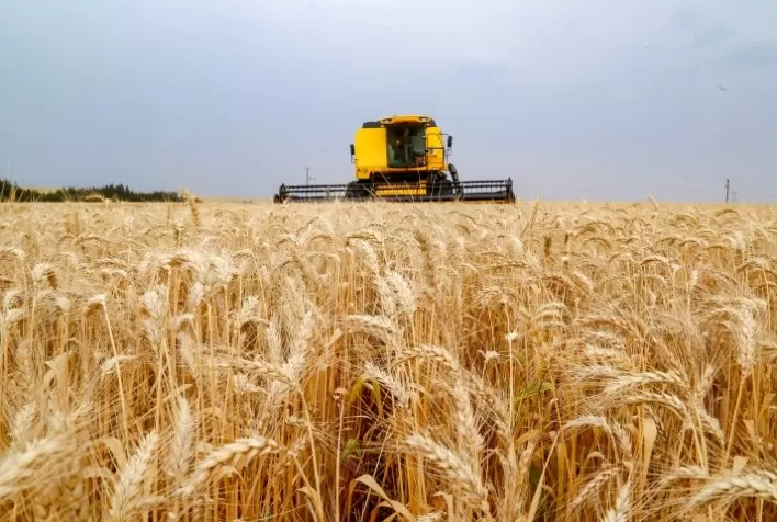 Mercado Brasileiro de Trigo Permanece Estável enquanto Agentes Monitoram Rússia e Argentina
