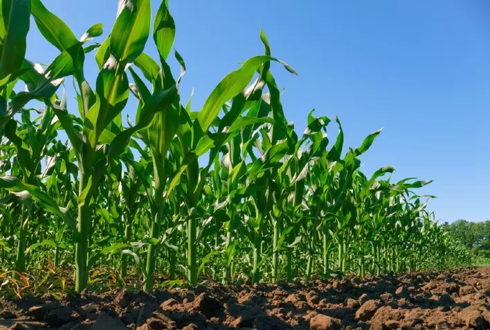 Plantio da safrinha de Milho alcança 97,3% no Centro-Sul do Brasil