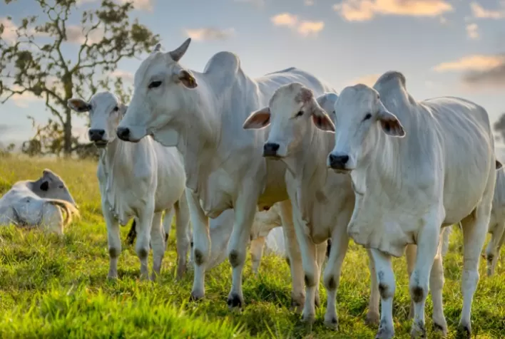DEFESA AGROPECUÁRIA: Portaria do Mapa reconhece nacionalmente 16 estados e o Distrito Federal como áreas livres de febre aftosa sem vacinação