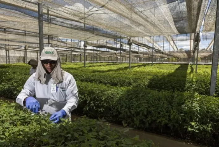 BNDES financia projeto de plantio de eucalipto da Veracel na Bahia