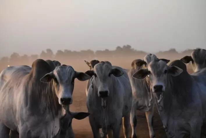 Tripanossomose x Tristeza Parasitária bovina