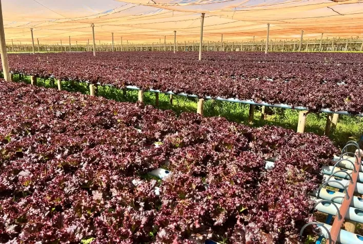 Alfaces adaptadas a condições tropicalizadas se destacam no clima quente do Brasil