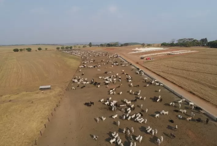 Alta produção de carne exige que confinadores adotem estratégias eficazes de proteção para evitar prejuízos