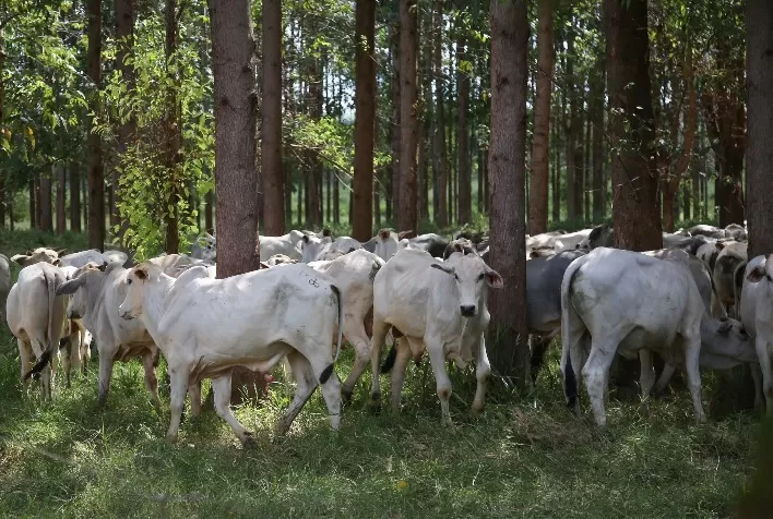 Asbia é representada no 4° Seminário de Direito Animal da UFPR