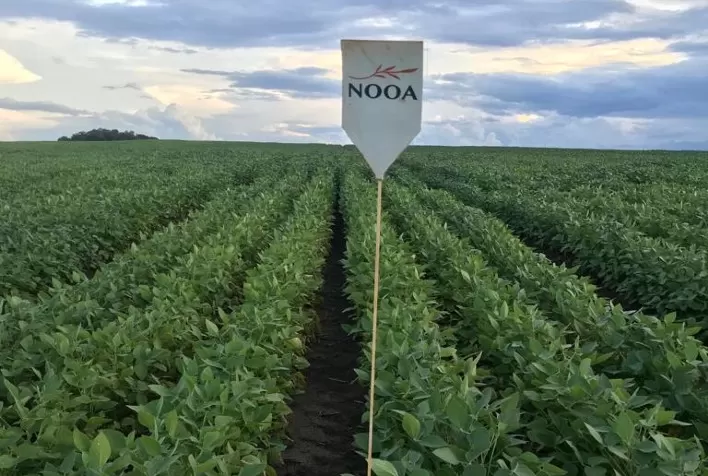 Bactéria isolada do cacto pela Embrapa ajuda a proteger as lavouras