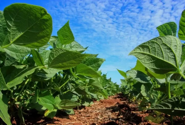 SEAB: Deral destaca aumento na área de feijão e divulga estimativa da safra de inverno no Paraná
