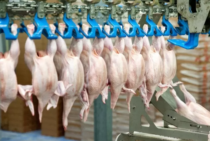 Desempenho do frango abatido na 13ª semana de 2024, encerramento do mês de março