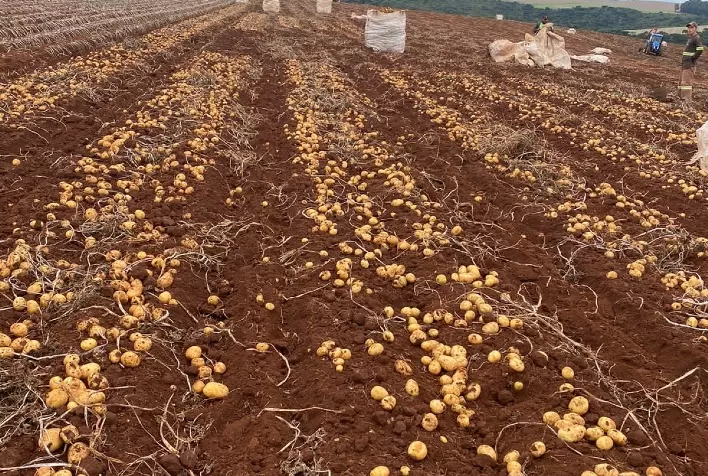 Bataticultura: Portfólio da Sipcam Nichino conta com fungicida específico para controle da doença Rhizoctoniose
