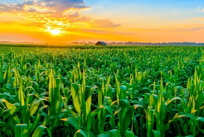 Famasul alerta para condições do milho em Mato Grosso do Sul
