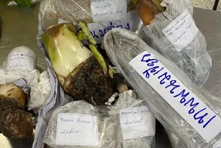 Auditores agropecuários apreendem mudas de banana com possível fungo perigoso