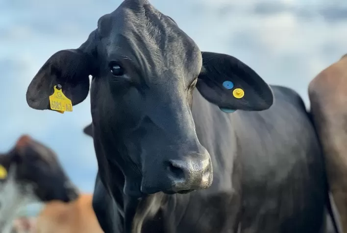 Pesquisa usa genômica para enfrentar efeitos climáticos em gado leiteiro