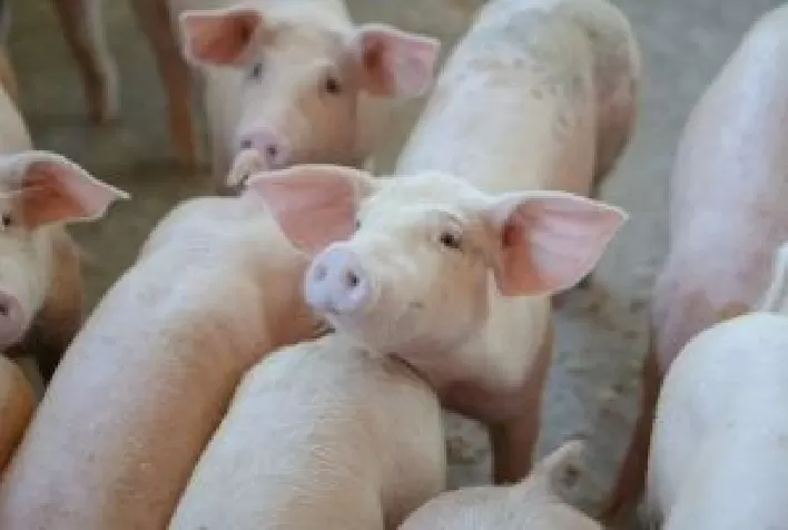 Anemia ferropriva e coccidiose suína: Qual o impacto para o bem-estar dos animais?